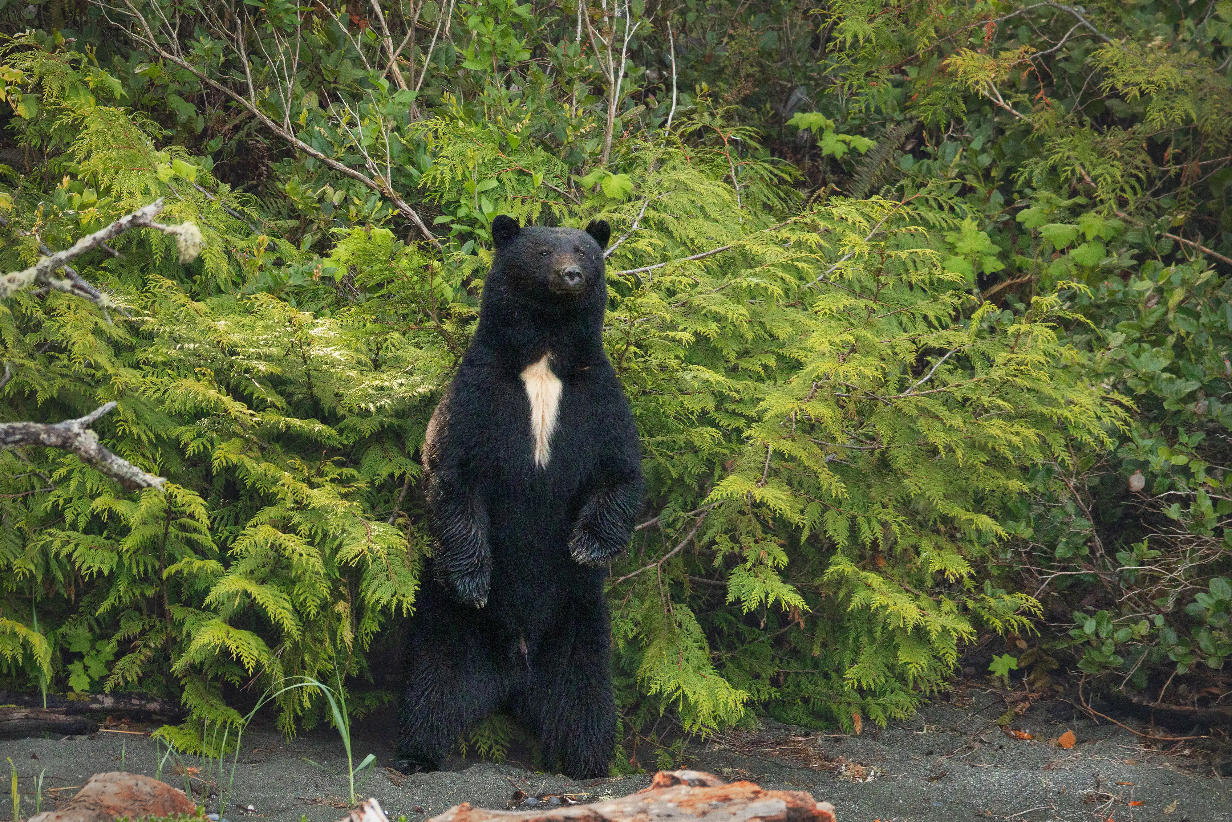 Black Bear (Ursus americanus) standing on its hind legs on island beach with temperate rain forest.