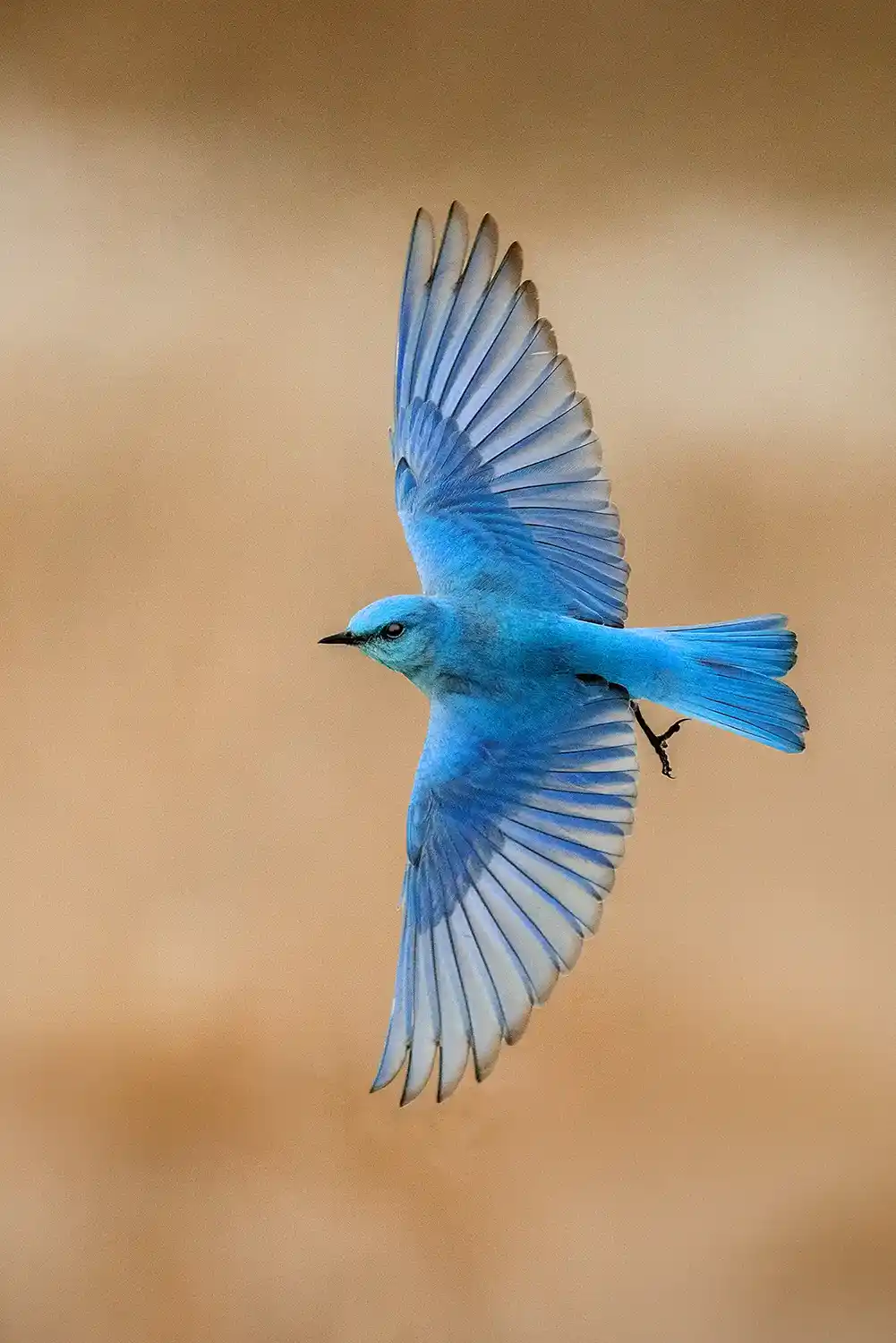 Mountain Bluebird (Sialia currucoides) male in flight.