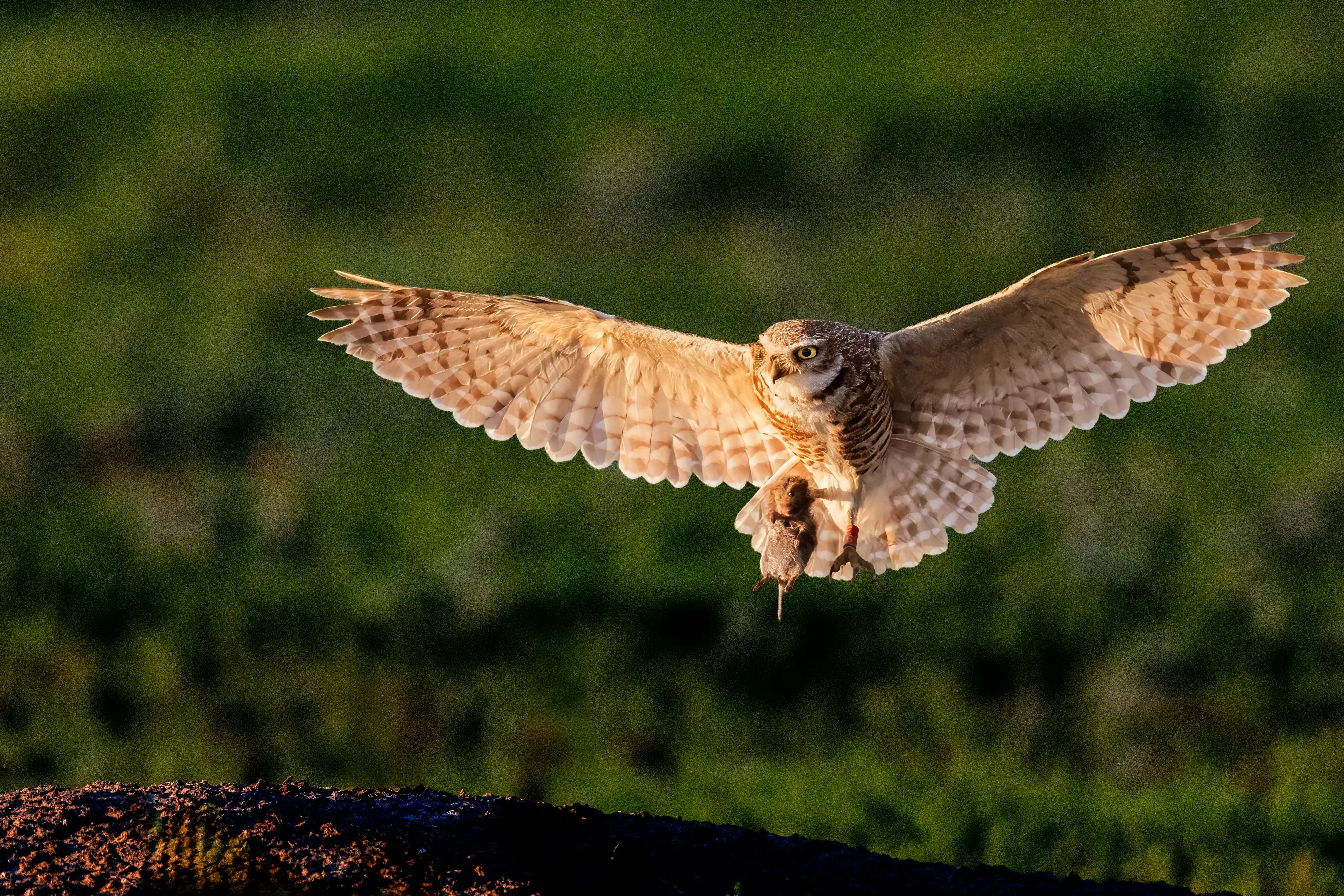 Burrowing Owl (Athene cunicularia) in flight at sunset with a Western Harvest Mouse (Reithrodontomys megalotis) in its talons.
