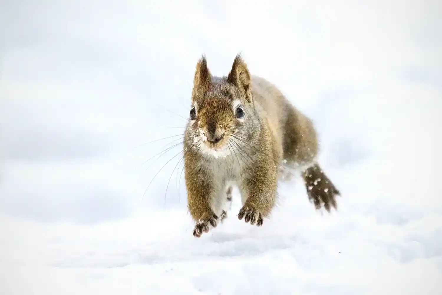 Red Squirrel (Tamiasciurus hudsonicus) running across snow.