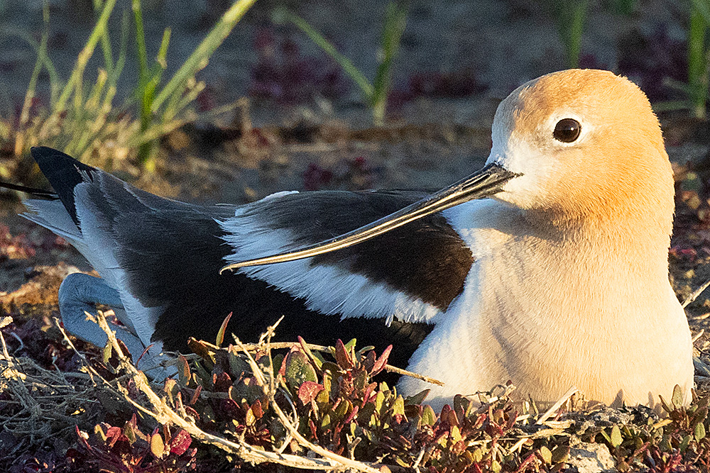 Avocet on nest
