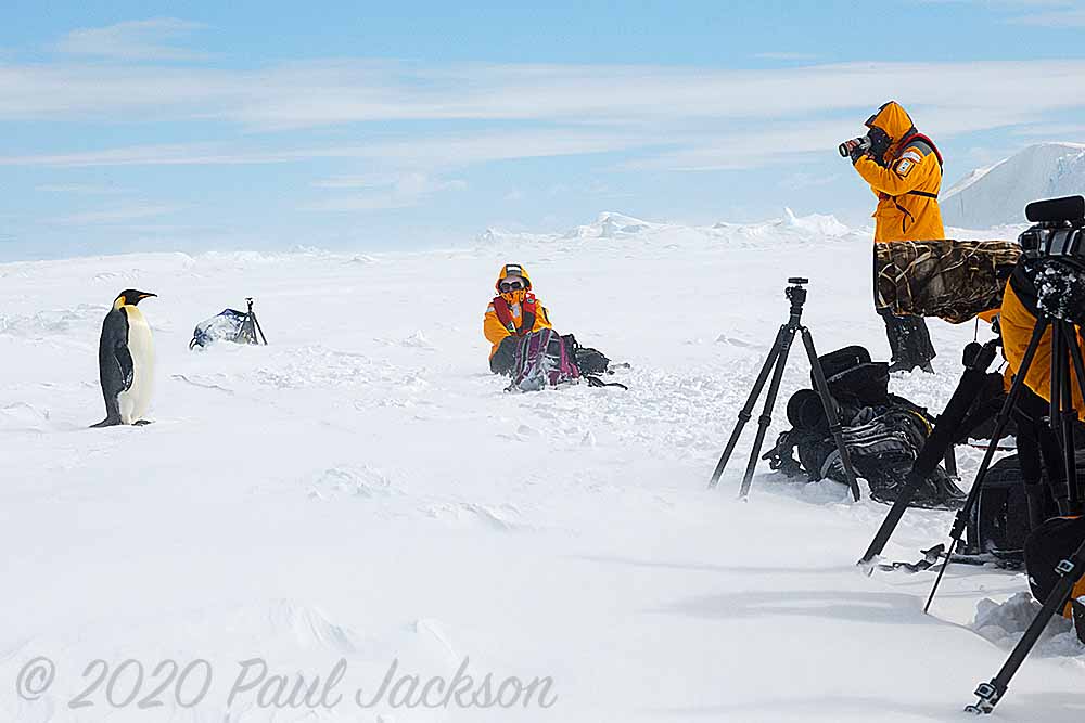Photograph of Musk Ox on wall