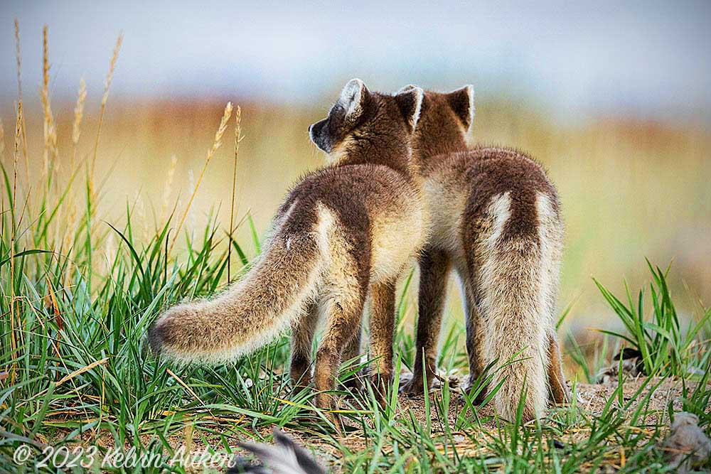 Fox leaping while hunting