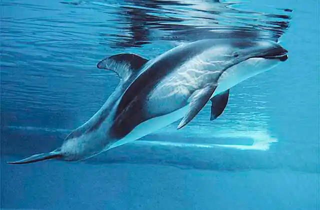 Pacific White-sided Dolphin (Lagenorhynchus obliquidens)