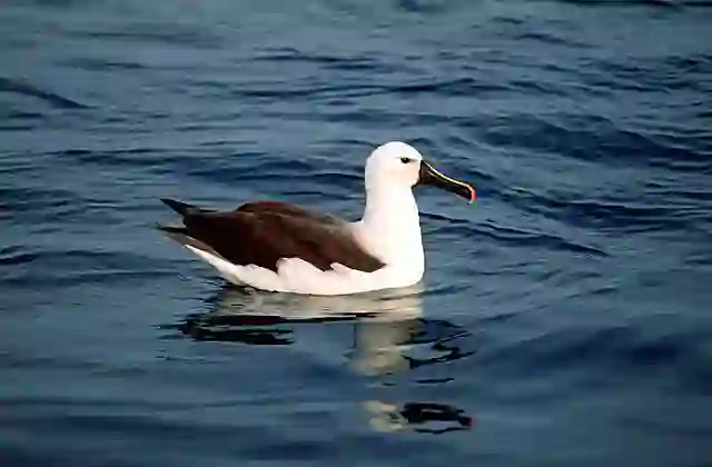 Yellow-nosed Albatross (Diomedea chlororhynchus)