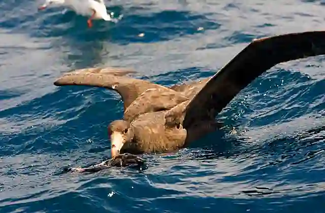 Northern Giant Petrel (Macronectes halli) feeding on the body of dead Sooty Shearwater (Puffinus griseus)