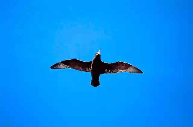 White-chinned Petrel (Procellaria aequinoctialis)