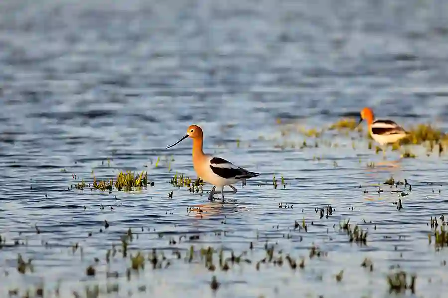 American Avocet (Recurvirostra americana) pair foraging in shallow slough.