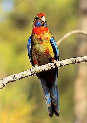 Crimson Rosella (Platycercus elegans) Juvenile.