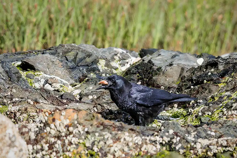 Crow (Corvus brachyrhynchos) eating the meat from a clam foraged in a tidal estuary.