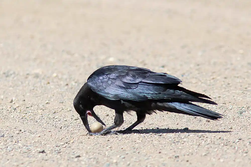 Northern Raven (Corvus corax) trying to crack open a duck's egg.