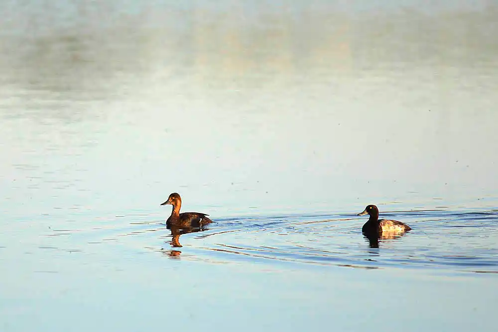 Canvasback (Aythya valisineria) Female and male.