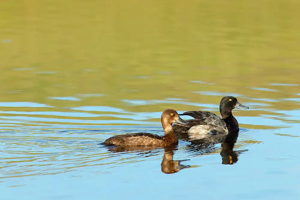 Lesser Scaup (Aythya affinis) Female and male.