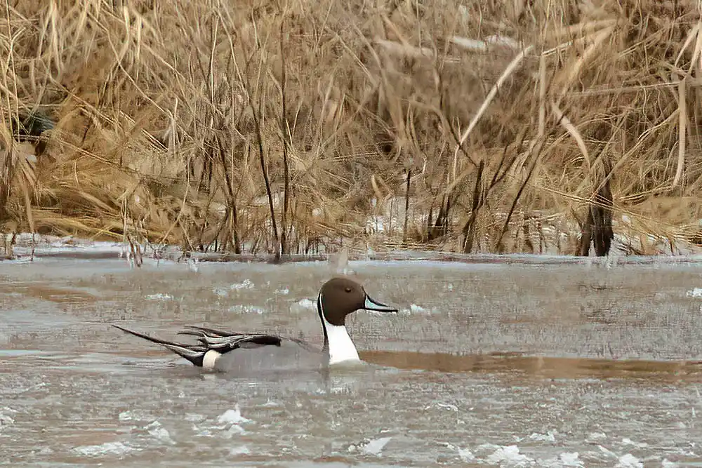 Northern Pintail (Anas acuta) drake in small area of open water on frozen lake in springtime.