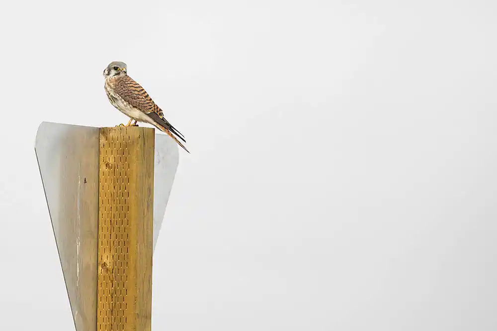 Prairie Falcon (Falco mexicanus) Fully fledged juvenile.