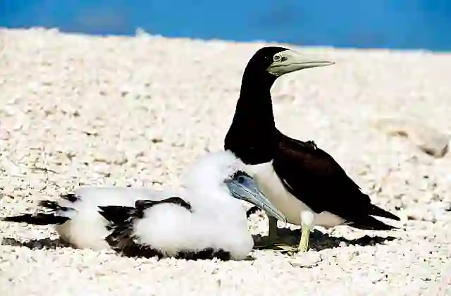 Brown Booby (Sula leucogaster) Mother and chick.