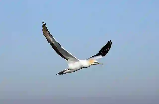 Australian Gannet (Morus serrator)
