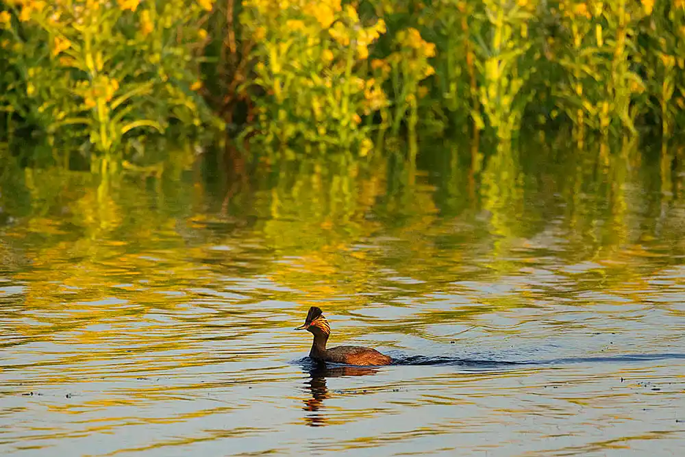 Eared Grebe (Podiceps nigricollis) at sunrise.