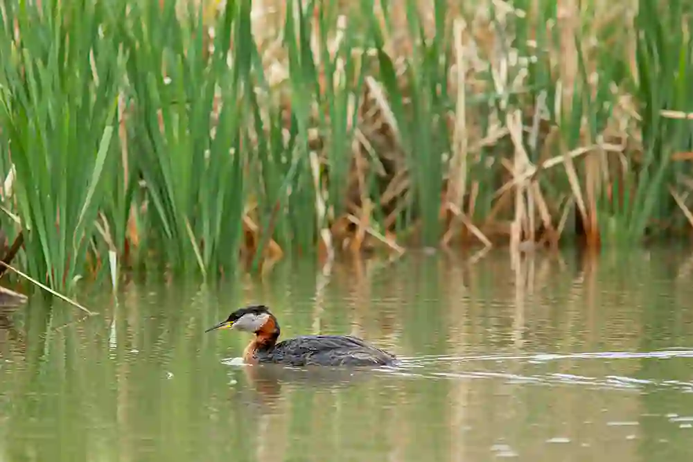 Red-necked Grebe (Podiceps grisegena)