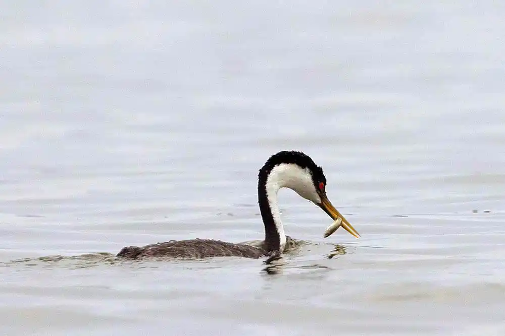 Western Grebe (Aechmophorus occidentalis) feeding on minnow.