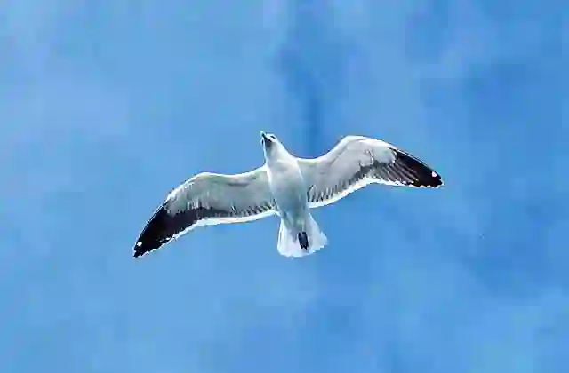 Kelp Gull (Larus dominicanus vetula) or Cape Gull in flight.