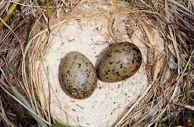 Silver Gull (Larus novaehollandiae) eggs and nest.