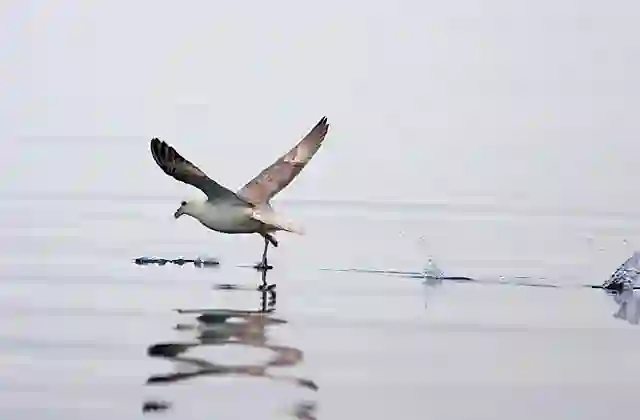Glaucous-winged Gull (Larus glaucescens) taking off from ocean surface.
