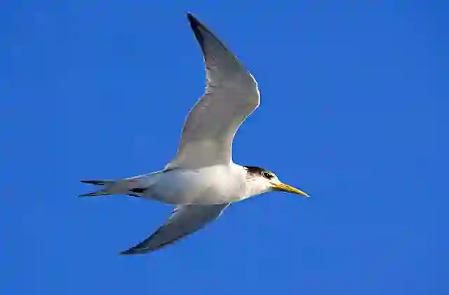 Fairy Tern (Sterna nereis)