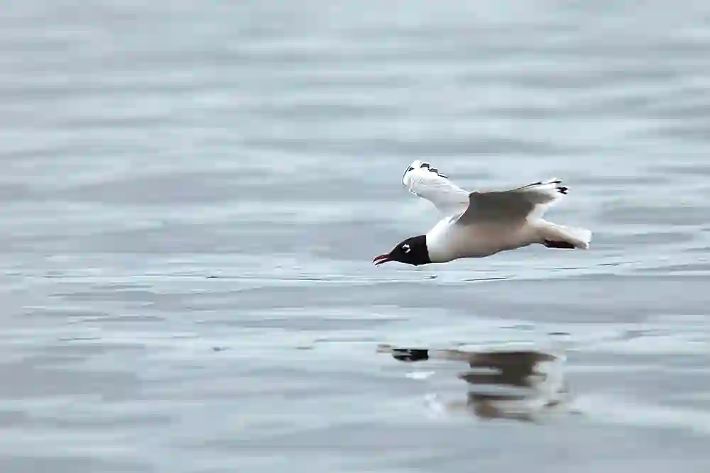 Franklin's Gull (Leucophaeus pipixcan)