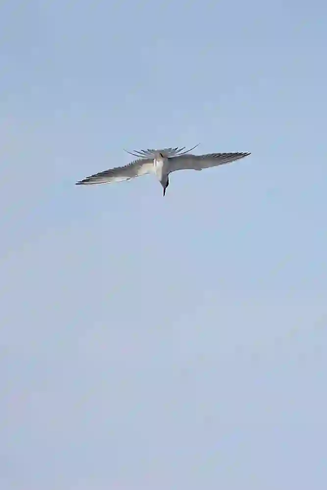 Common Tern (Sterna hirundo) preparing to dive.