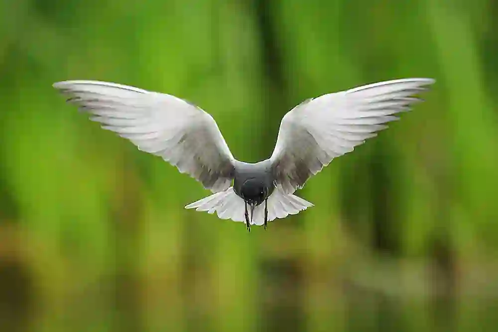 Black Tern (Chlidonias niger) hovering over slough in search of dragonfly larvae.