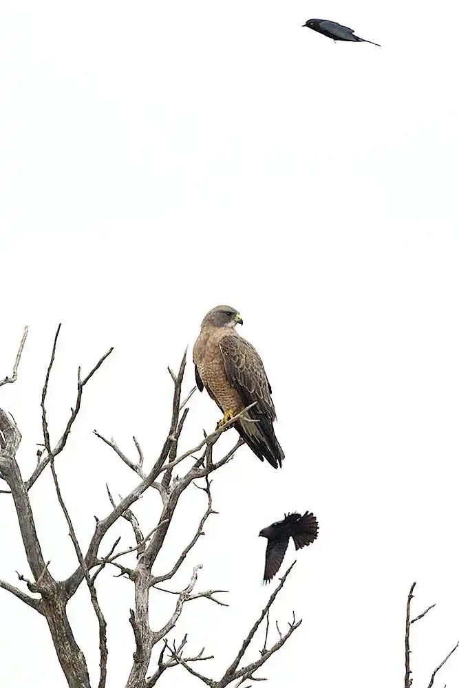 Red-tailed Hawk (Buteo jamaicensis) being hazed by Brewer’s Blackbird (Euphagus cyanocephalus)
