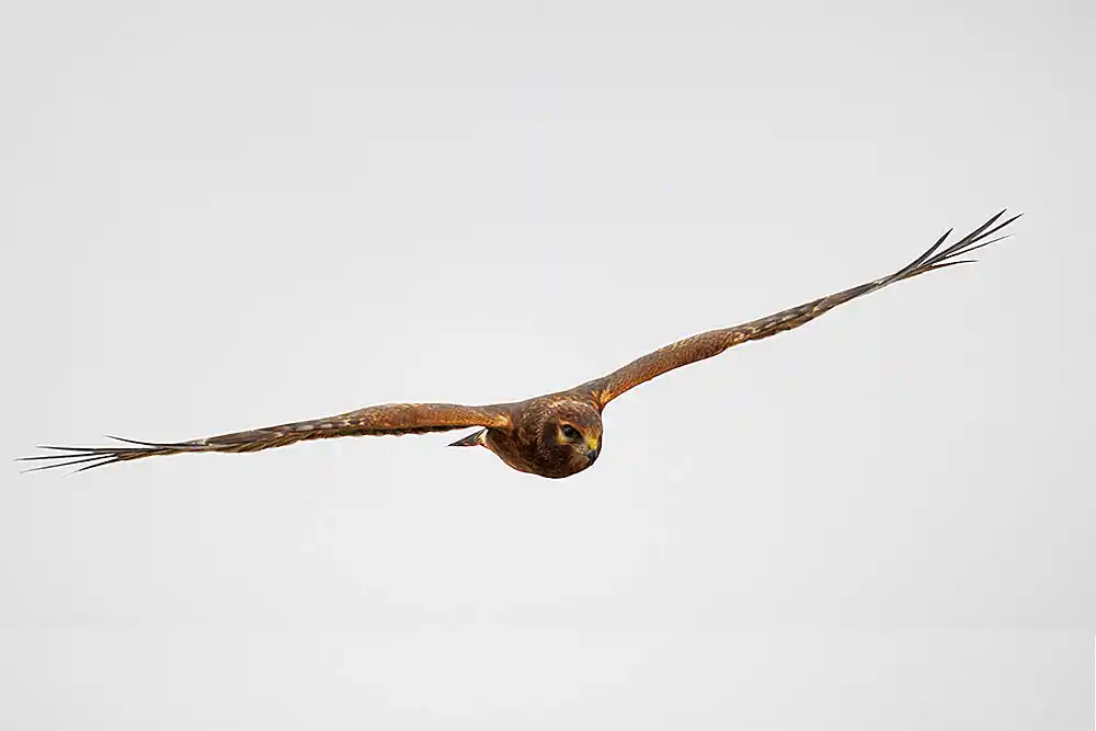 Northern Harrier (Circus hudsonius) in flight.