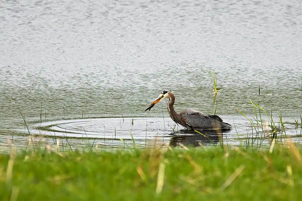 Great Blue Heron (Ardea herodias) catching fresh water eel in slough.