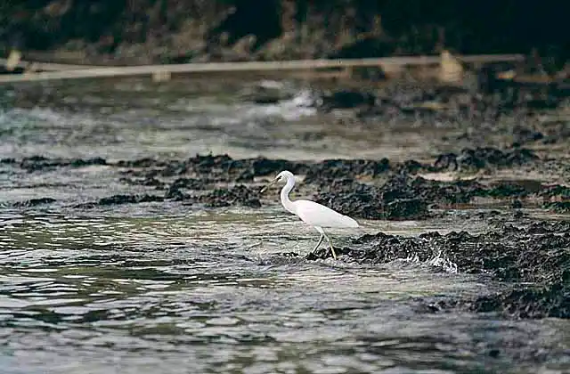 Eastern Reef Egret (Ardea sacra) hunting over coral reef.