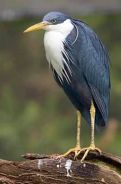 Pied Heron (Ardea picata)