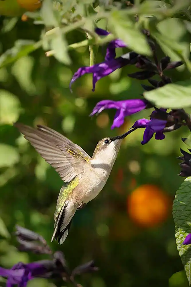 Anna's Hummingbird (Calypte anna), juvenile female, feeding on nectar in Salvia flowers.