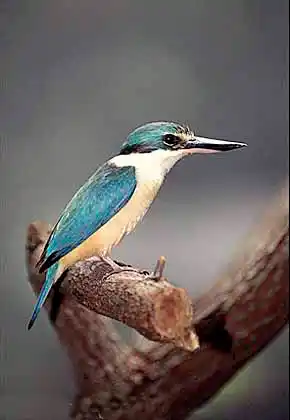 Red-backed Kingfisher (Halcyon pyrrhopygia)