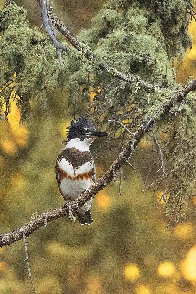 Belted Kingfisher (Megaceryle alcyon)