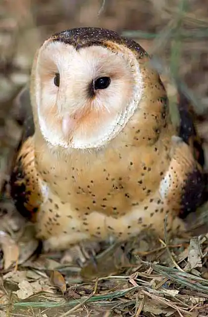 Eastern Grass Owl (Tyto longimembris) Female nesting with single egg.
