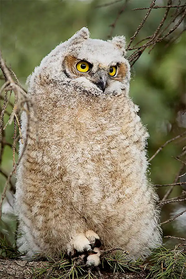Great Horned Owl (Bubo virginianus)