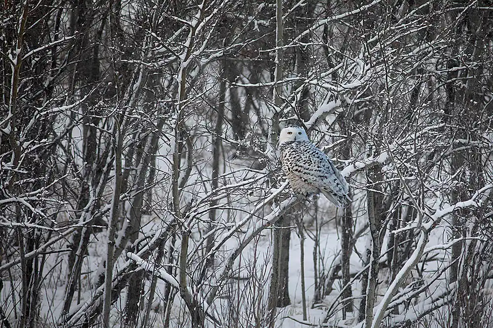 Snowy Owl (Bubo scandiacus)