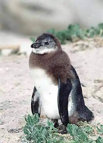 African Penguin (Spheniscus demersus) chick in down feather phase.