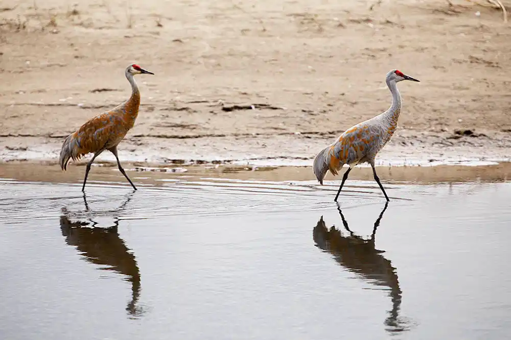 Sandhill Crane (Antigone canadensis) pair.