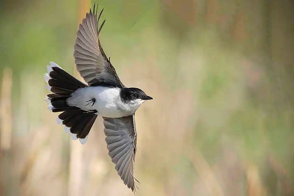 Eastern Kingbird (Tyrannus tyrannus) or Flycatcher in flight.