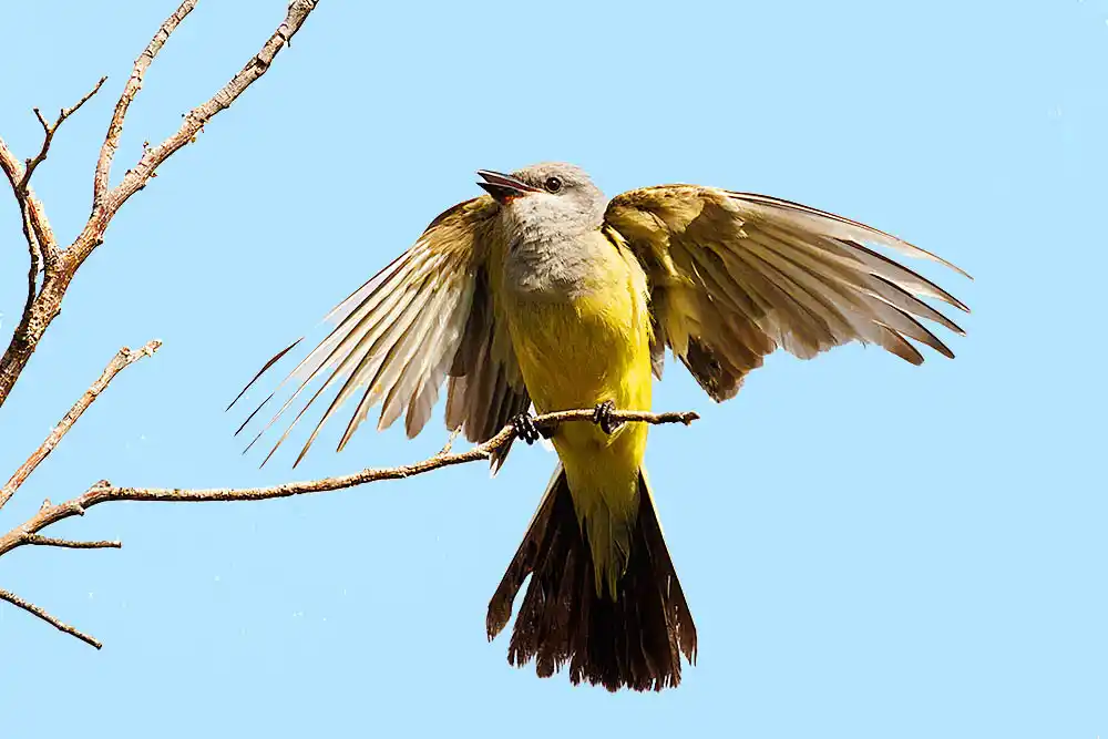 Western Kingbird (Tyrannus verticalis)