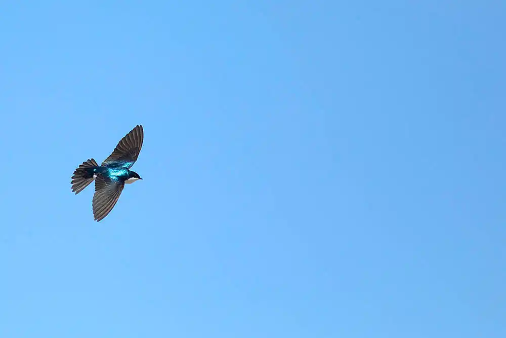 Tree Swallow (Tachycineta bicolor)