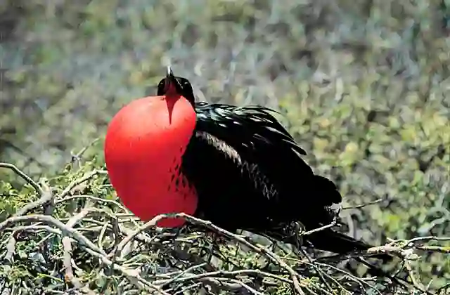 Great Frigate Bird (Fregata minor) Male on nest with inflated pouch to attract female.