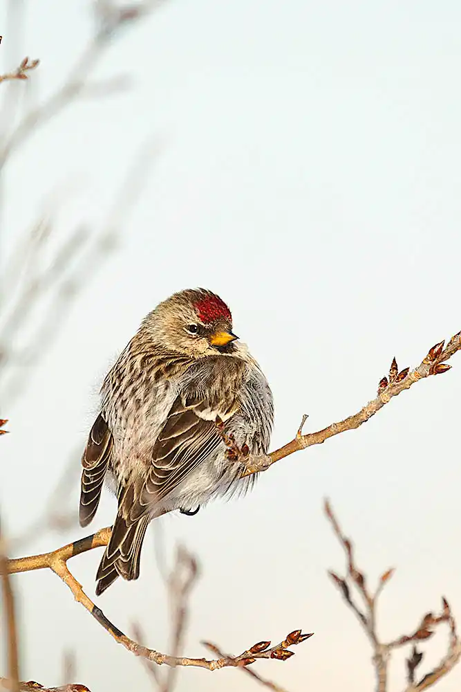 Common Redpoll (Acanthis flammea)