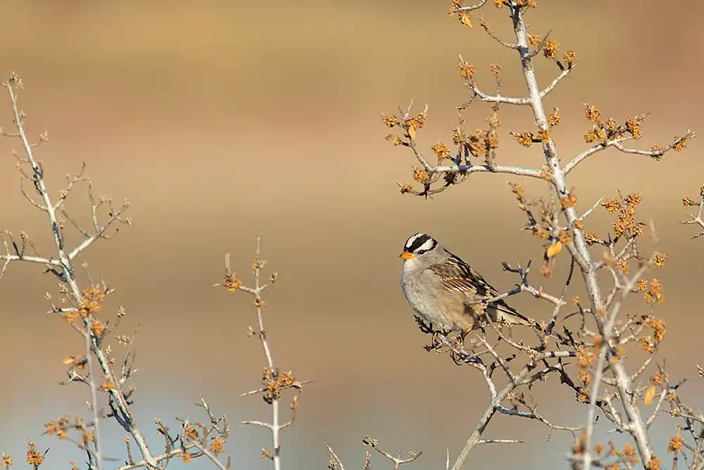 White-crowned Sparrow (Zonotrichia leucophrys)